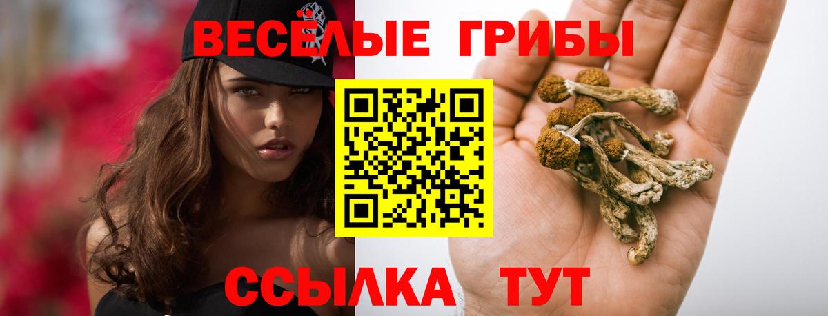 Псилоцибиновые грибы Psilocybe  Вход с VPN  Кисловодск  Галлюциногенные грибы мицелий 